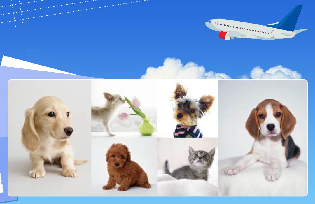 羽田空港ペットホテル Haneda Airport Pet Hotel